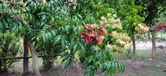 Angiospermae