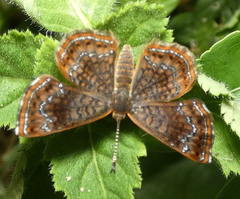 Calephelis braziliensis