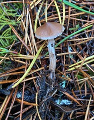 Cortinarius comptulus