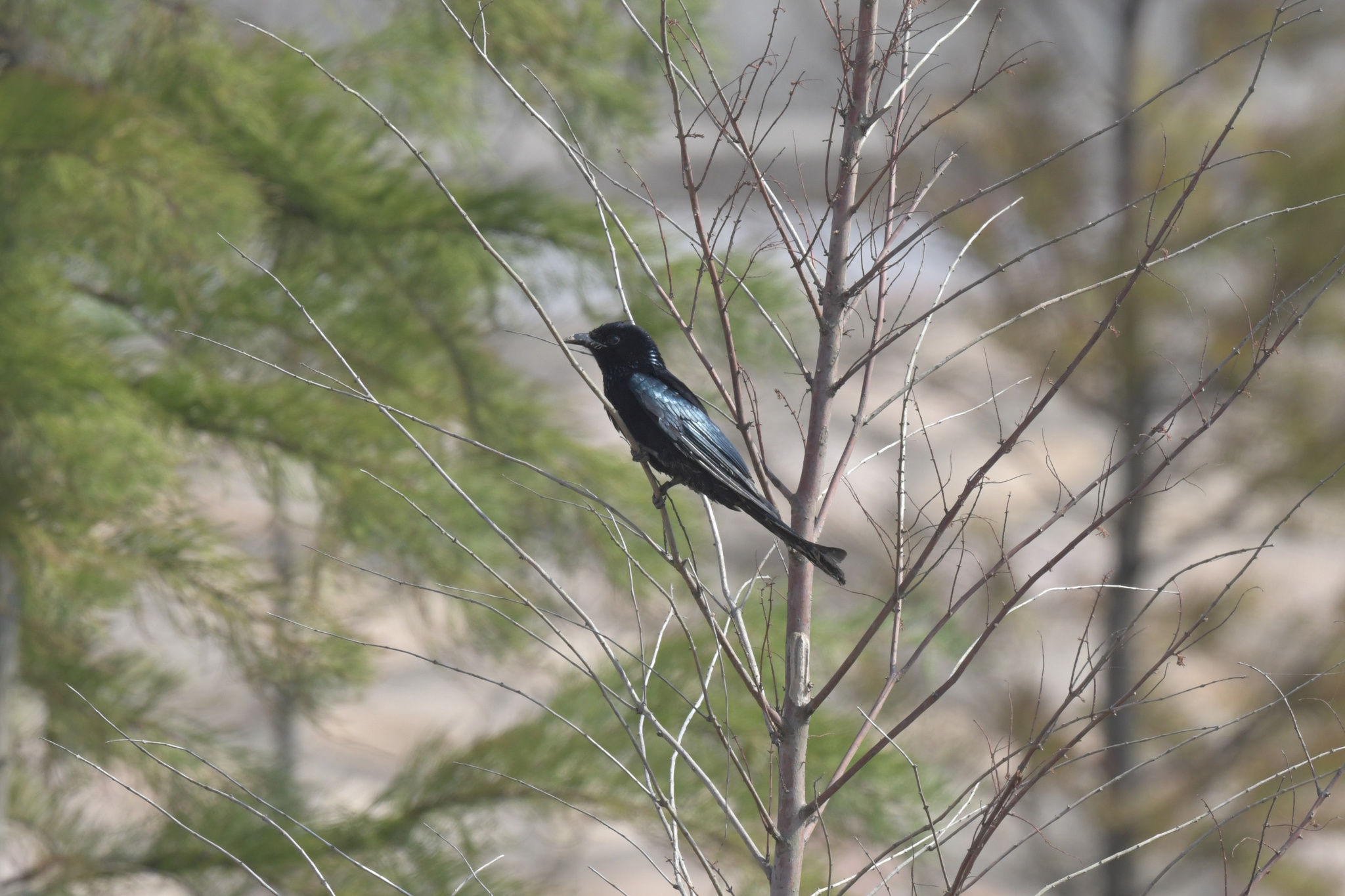 Hair-crested Drongo
