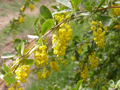 Berberis integerrima