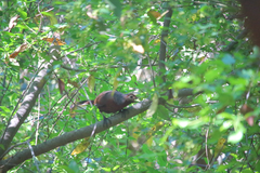 Pteroptochos castaneus