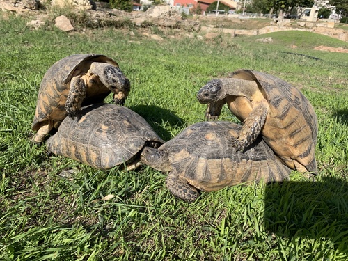 Marginated Tortoise, Testudo marginata