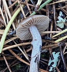 Cortinarius comptulus