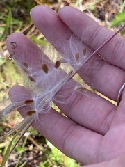 Asclepias pedicellata