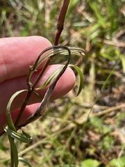 Asclepias pedicellata