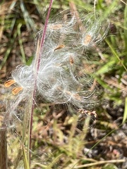 Asclepias pedicellata