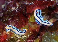 Chromodoris elisabethina
