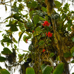 Epidendrum cochlidium