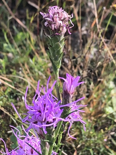 Liatris bracteata, photograph 6