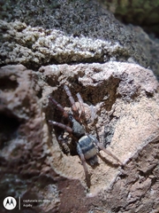 Latonigena auricomis