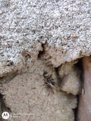 Latonigena auricomis