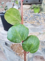 Ribes viburnifolium