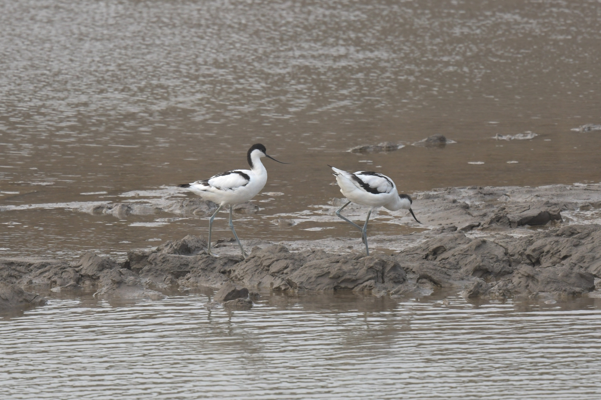 Pied Avocet