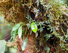 Elaphoglossum tripartitum
