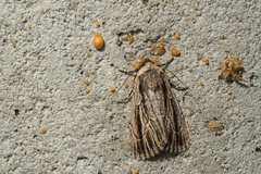 Sympistis badistriga