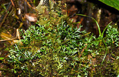 Elaphoglossum tripartitum