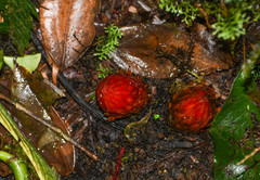 Langsdorffia hypogaea