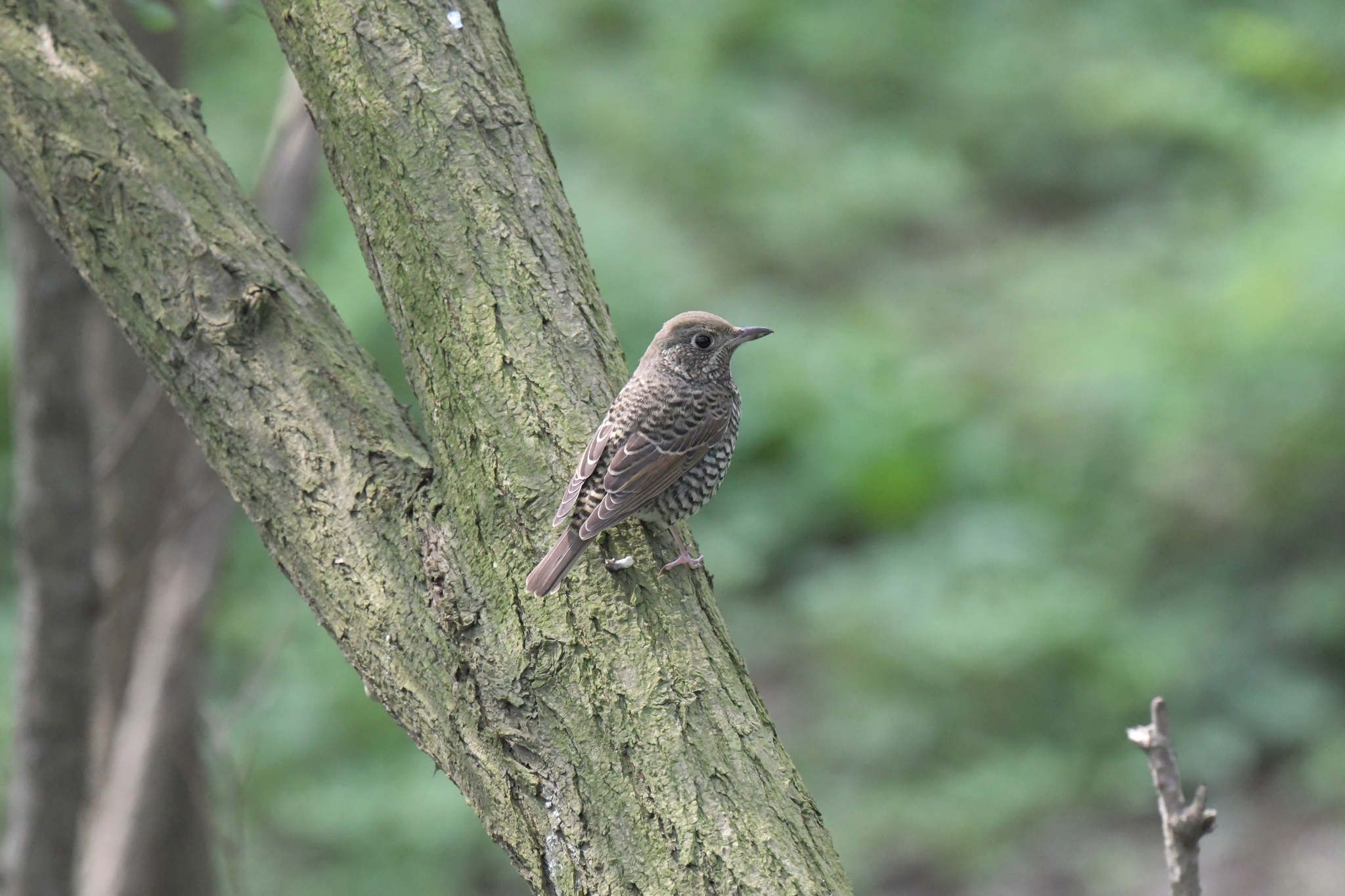 White-throated Rock Thrush