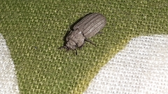Sclerum