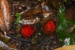 Langsdorffia hypogaea