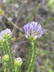 Aspalathus globulosa