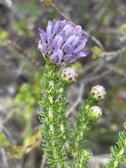 Aspalathus globulosa