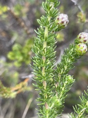 Aspalathus globulosa