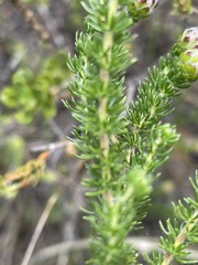 Aspalathus globulosa