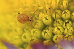 Sminthurus hispanicus