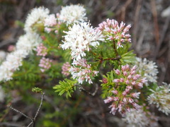 Agathosma ciliaris
