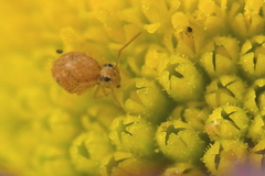 Sminthurus hispanicus