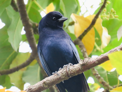 Molothrus bonariensis