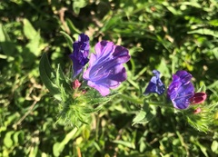 Echium plantagineum