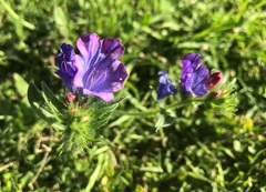 Echium plantagineum
