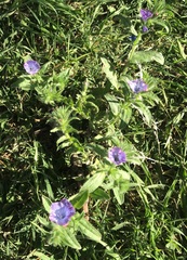 Echium plantagineum