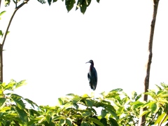 Egretta caerulea