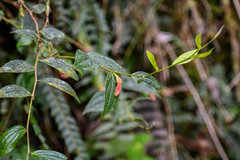 Macleania bullata