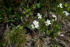 Androsace obtusifolia