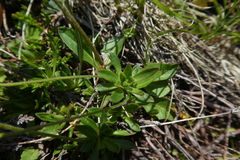 Androsace obtusifolia