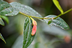 Macleania bullata