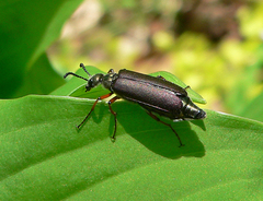 Lytta aenea
