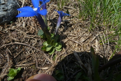 Gentiana brachyphylla