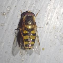 Eupeodes