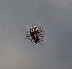 Microvelia americana