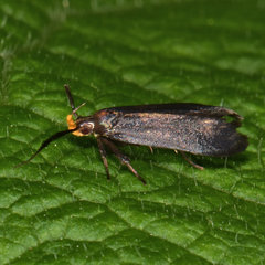 Dichomeris nonstrigella