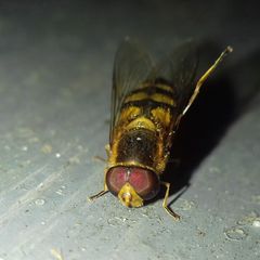 Eupeodes