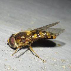 Eupeodes