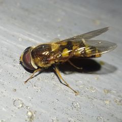 Eupeodes