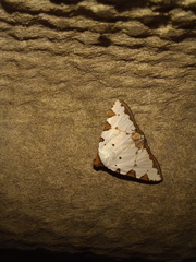 Eulepidotis testaceiceps